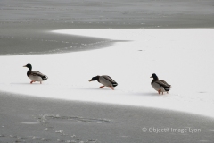 Michele_Ogier_Canards