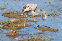 Michele_Ogier_Flamands1