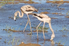 Michele_Ogier_Flamands2