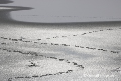 Michele_Ogier_Lac