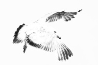 rouyer-philippe-goéland immature (1).jpg