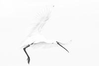 rouyer-philippe-spatule blanche (4).jpg
