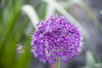 guy_brechon_fleur_1 (1).jpg