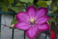 guy_brechon_fleur_1 (2).jpg