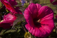 guy_brechon_fleur_1 (4).jpg