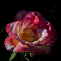 guy_brechon_fleur_1 (5).jpg