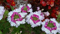 Richard GIBERT-0721_102604.jpg