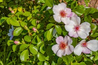 Christophe soirée Fleurs 5 mai - 4.JPG
