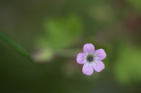 rouyer-philippe-Myosotis.jpg