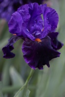 Suzanne Bissardon-iris.jpg