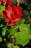 Suzanne Bissardon-rose.jpg