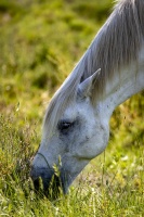 CP_MG_6637.jpg