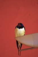 Geneviéve Rome_hirondelle rustique_IMG4658R2.jpg