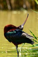 _ZSC5535_ibis_jlucleblanc.jpg