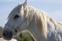 camargue 5 jacqueline.jpg