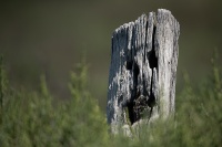 rouyer.philippe-Le cri.jpg