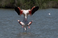 rouyer-philippe-Parc de Pont de Gau-Accouplement flamant rose.jpg