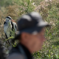 rouyer-philippe-Parc de Pont de Gau-Qui observe quoi .jpg