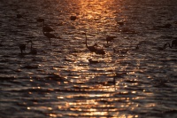 _Bissardon-Suzanne -Camargue Piemanson.jpg