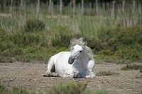 Bissardon-Suzanne -Camargue Digue à la mer vers La Gacholle.jpg