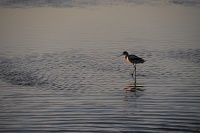 Bissardon-Suzanne -Camargue échasse blanche.jpg