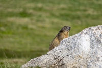 _MG_7490.jpg