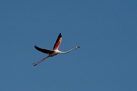 bissardon-suzanne-camargue juin 2014_3072 copie.jpg