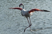 bissardon-suzanne-camargue juin 2014_3098 copie.jpg