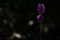 rouyer-philippe-Orchis Pyramidal 1 .jpg