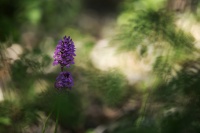 rouyer-philippe-Orchis Pyramidal 2.jpg