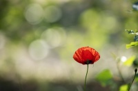 rouyer-philippe-songe de coquelicot .jpg