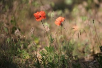 rouyer-philippe-t leur coquelicot .jpg