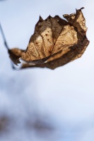 _DSC1557 copie.jpg