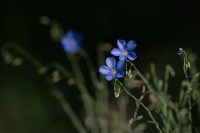 rouyer-philippe-fleurs de lin copie.jpg