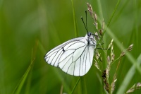 ZSC1771_jlucleblanc.jpg