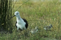 Philippe-Rouyer- échasse blanche et poussins.jpg