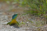 Philippe-Rouyer- lézard vert face.jpg