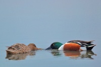 Philippe-Rouyer-Couple canard souchet.jpg
