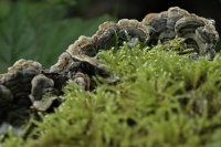 Suzanne Bissardon- Forêt Brignais.jpg