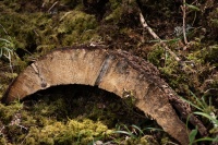 Suzanne Bissardon-Forêt Gimel- Le Pilat (2).jpg