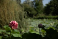 Suzanne Bissardon-Jardins Aquatiques Saint Didier sur Chalaronne.jpg