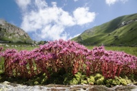 Suzanne Bissardon-Sentier Bauche de Mio- Champagny la Vanoise 1.jpg