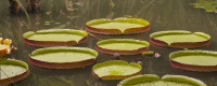 OIL CathTourrand RIO IMG_0694.jpg
