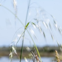 le vent 4 J VIVION.jpg