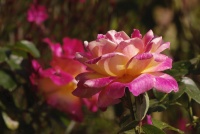 Geneviève Rome1_IMG5412R2.jpg