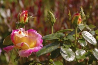 Geneviève Rome2_IMG5418R2.jpg