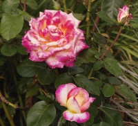 Genevieve Rome3_IMG5438R2.jpg