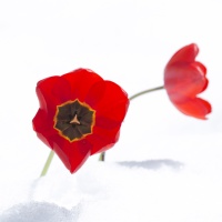 OIL CT 18042025-IMG_4136-2.jpg