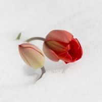 OIL CT 18042025-IMG_4138.jpg