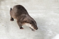 philippe-rouyer-loutre 1.jpg